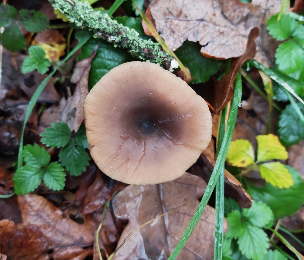 Pseudoclitocybe cyathiformis · November 2025 · photo: © p_andrey (iNaturalist, cc-by-nc)