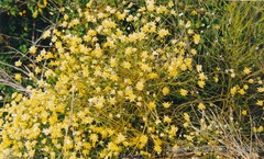 Genista umbellata
