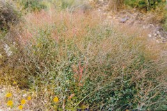 Reichardia tingitana
