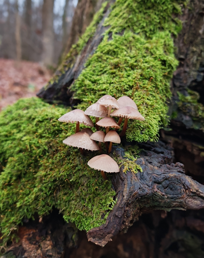 Mycena inclinata · November 2025 · photo: © p_andrey (iNaturalist, cc-by-nc)