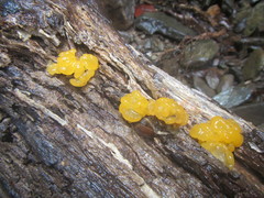 Tremellomycetes