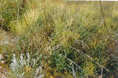 Rumex induratus