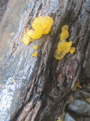 Tremellomycetes