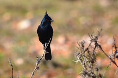 Knipolegus lophotes