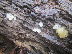 Tremellomycetes