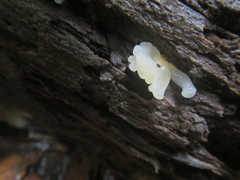 Tremellomycetes