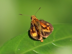 Oriens paragola