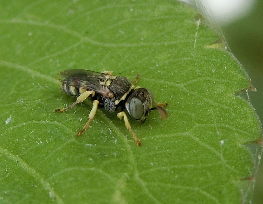 Oxybelus nipponicus