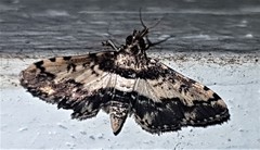 Nacoleia amphicedalis