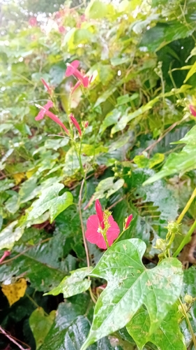 scarlet creeper