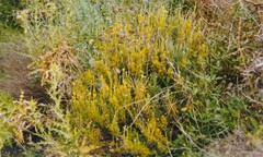 Bituminaria bituminosa