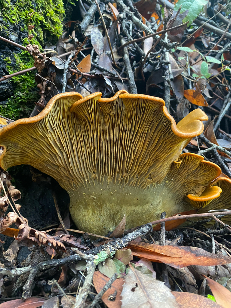 Omphalotus olivascens · November 2025 · photo: © clara651 (iNaturalist, cc-by)