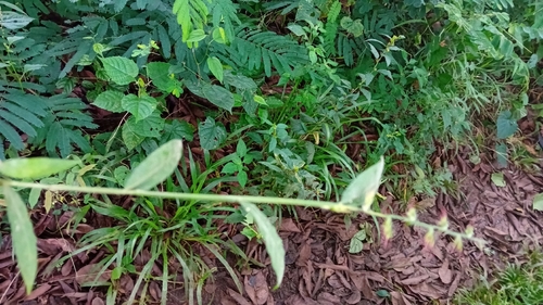 Awned Panick Grass