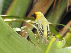 Ploceus castanops