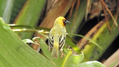 Ploceus castanops