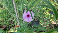 Ipomoea jaegeri