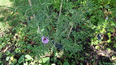 Ipomoea jaegeri