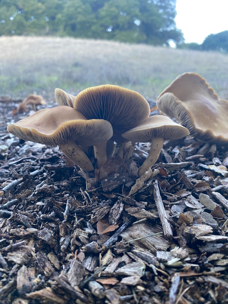 Agrocybe putaminum · November 2025 · photo: © clara651 (iNaturalist, cc-by)