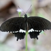 Papilio theseus - Photo (c) Attila Steiner, some rights reserved (CC BY-NC), uploaded by Attila Steiner