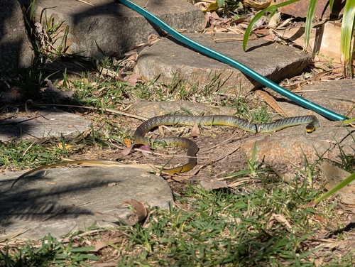 Common Tree Snake sighting