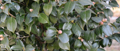Camellia japonica