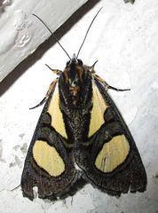 Agoma trimenii