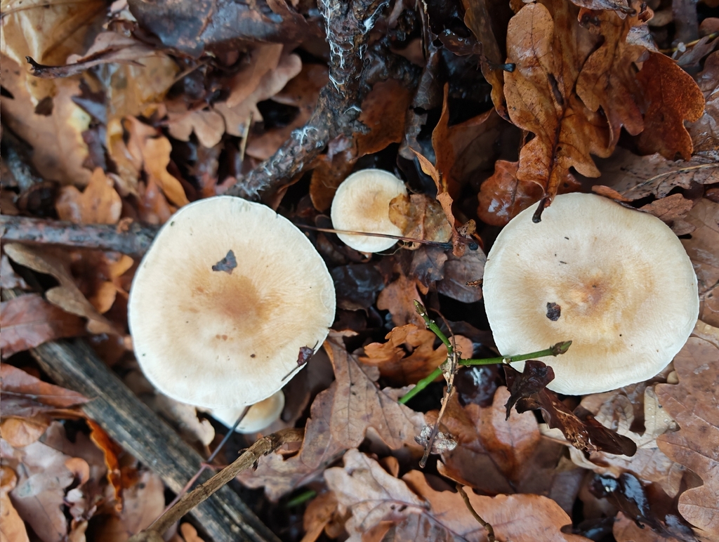 Hygrophorus arbustivus · November 2025 · photo: © p_andrey (iNaturalist, cc-by-nc)