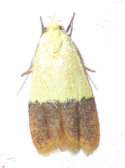 Odites natalensis