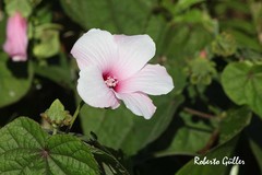 Hibiscus sororius