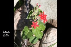 Oxypetalum coccineum