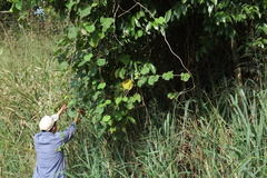 Argyreia osyrensis