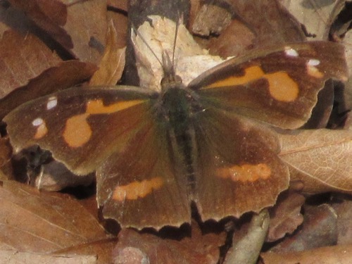 Libythea lepita
