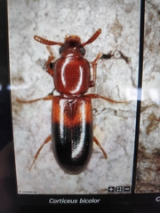 Corticeus bicolor