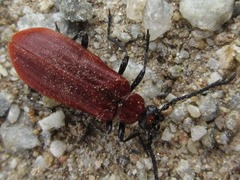 Pseudopyrochroa rufula