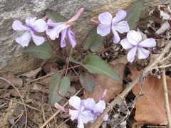 Viola philippica