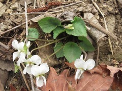Viola lactiflora