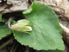 Viola lactiflora