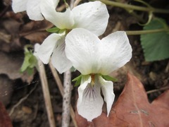 Viola lactiflora