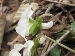 Viola lactiflora
