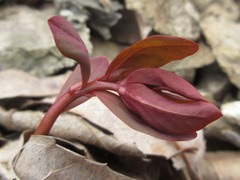 Euphorbia sieboldiana