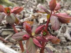 Euphorbia sieboldiana