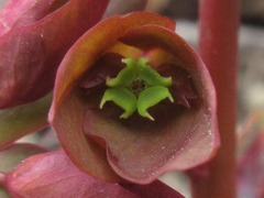 Euphorbia sieboldiana