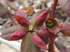 Euphorbia sieboldiana
