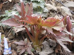 Angelica dahurica