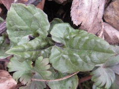 Saussurea gracilis