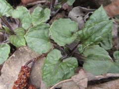 Saussurea gracilis