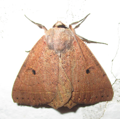 Ctenusa pallida