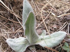 Tephroseris kirilowii