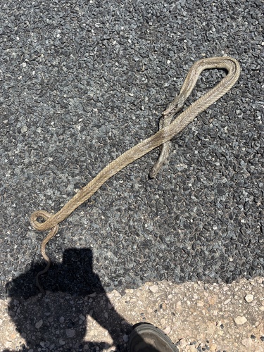 Eastern Brown Snake sighting