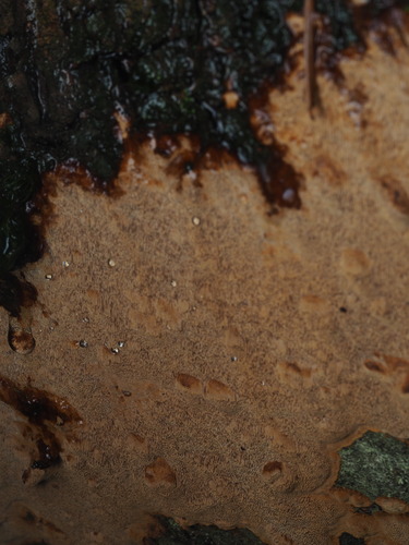 Fuscoporia ferrea, 2025-10-19
